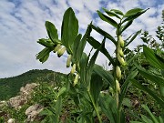 03 Polygonatum odoratum (Sigillo di Salomone) al Pizzo (921 m)-linea tagliafuoco